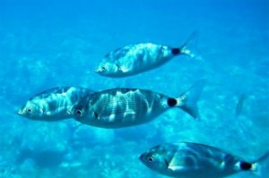 Mélytengeri halakból származó halolaj